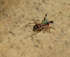 Siler semiglaucus
