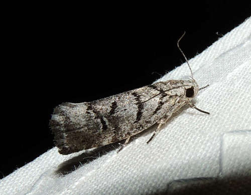 Lichenaula onychodes Turner, 1898