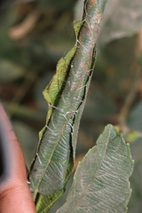 Lepidoptera
