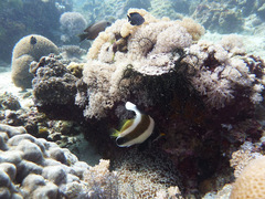Heniochus chrysostomus