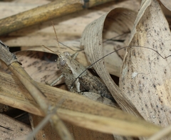 Orthoptera