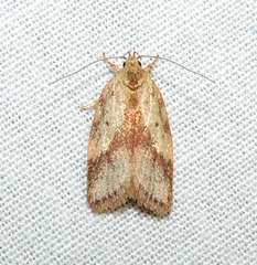 Garrha limbata
