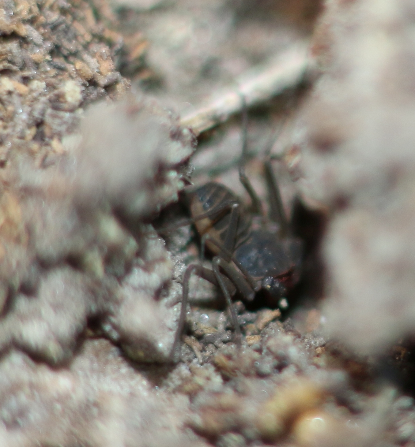 Sarax bengalensis (Gravely, 1911)