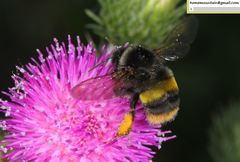 Bombus ganjsuensis