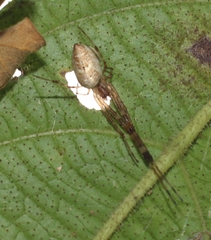 Tylorida ventralis