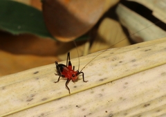 Conocephalus
