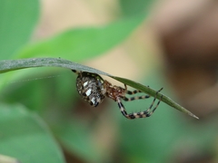 Gea
