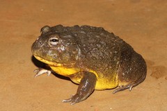 Pyxicephalus adspersus