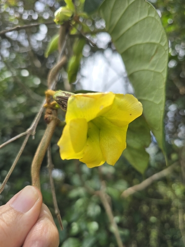 Macropharynx peltata, 2026-09-28