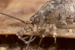 Nesomachilis