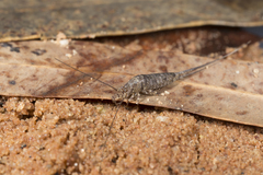 Nesomachilis