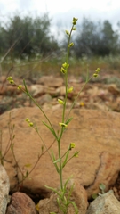 Streptanthus polygaloides