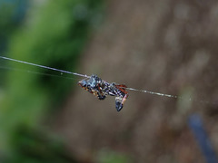 Cyclosa octotuberculata