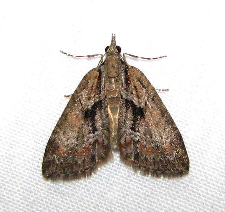 Microdes melanocausta