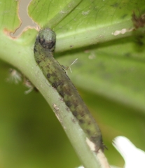 Lepidoptera