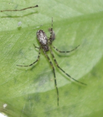 Tylorida ventralis