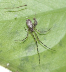 Tylorida ventralis