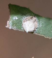 Eriovixia