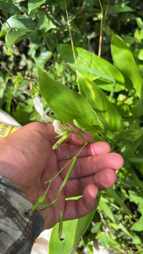 Maranta arundinacea observed 2026-09-28