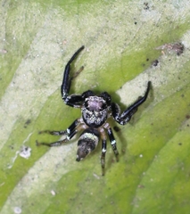 Thiania bhamoensis