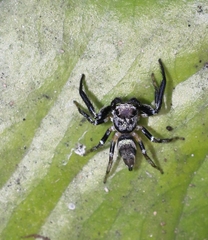 Thiania bhamoensis
