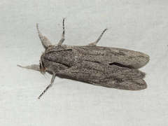 Endoxyla edwardsorum