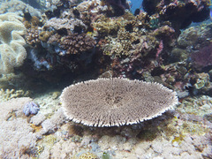 Acropora hyacinthus