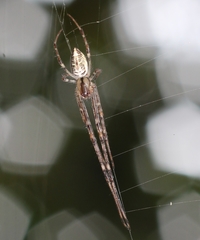 Tylorida ventralis
