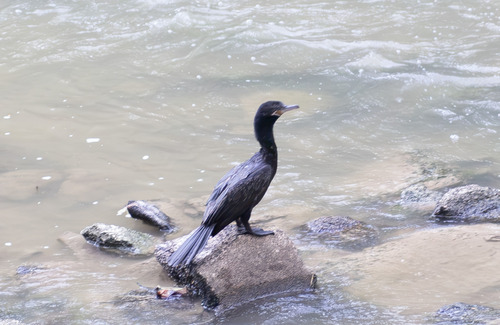 Neotropic Cormorant