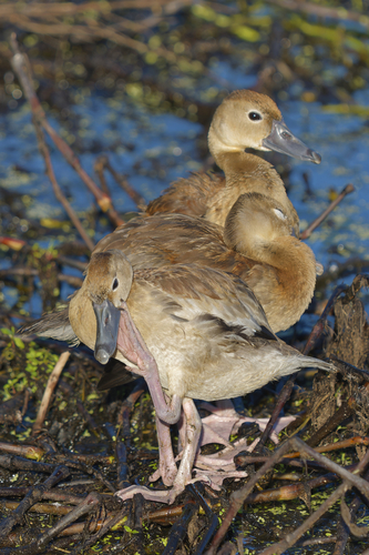 Black-bellied Whistling-Duck