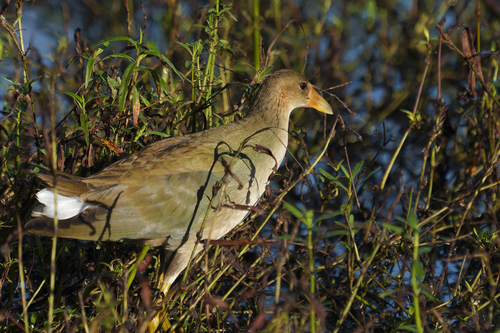 Purple Gallinule