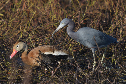 Little Blue Heron