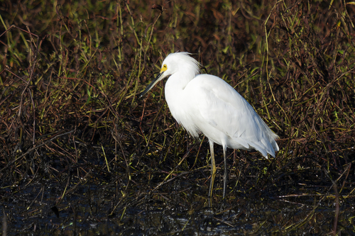 Snowy Egret