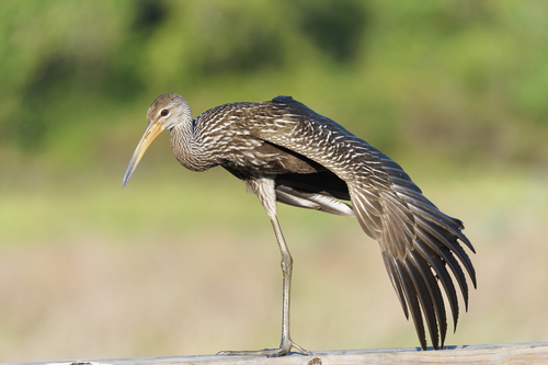 Limpkin
