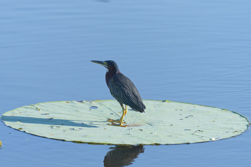 Green Heron