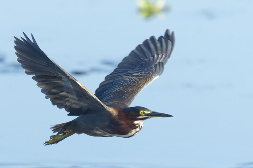 Green Heron