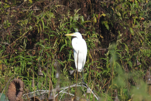 Great Egret