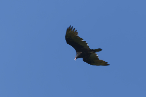 Turkey Vulture