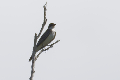 Eastern Kingbird