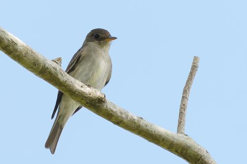Eastern Wood-Pewee