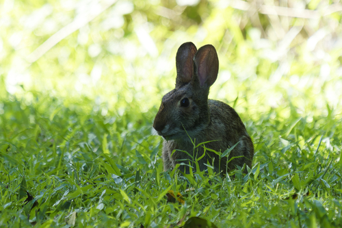 Swamp Rabbit