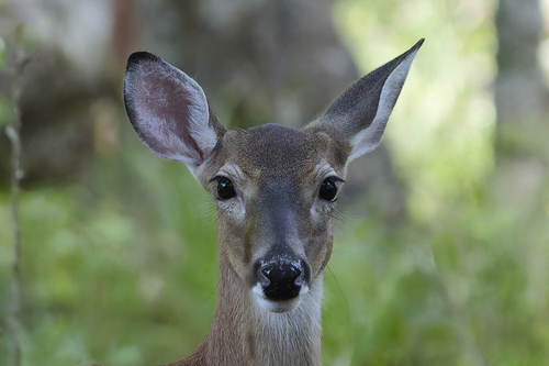White-tailed Deer