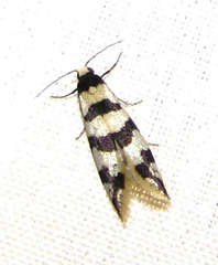 Lepidoscia characota