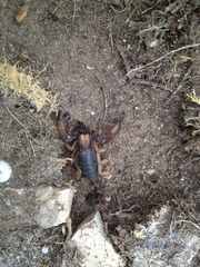 Opistophthalmus latro