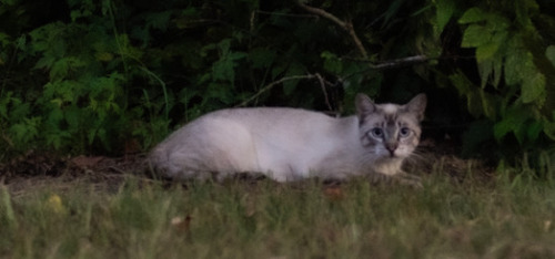 Domestic Cat
