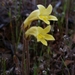 Yellow Clustered Broomrape - Photo (c) David Greenberger, some rights reserved (CC BY-NC-ND), uploaded by David Greenberger
