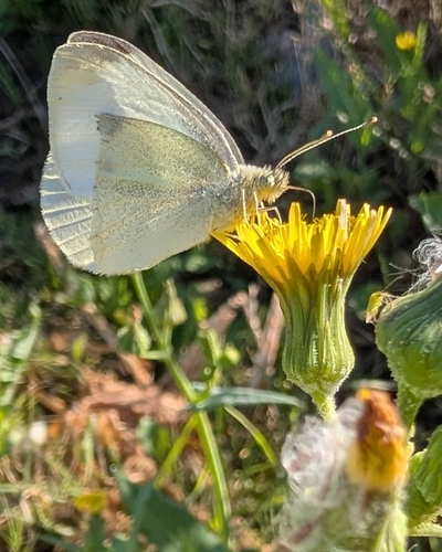 Small White