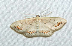 Dithalama cosmospila