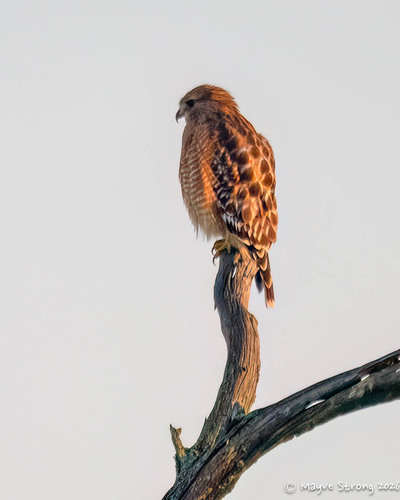 Red-shouldered Hawk