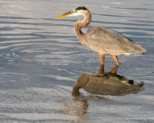 Great Blue Heron